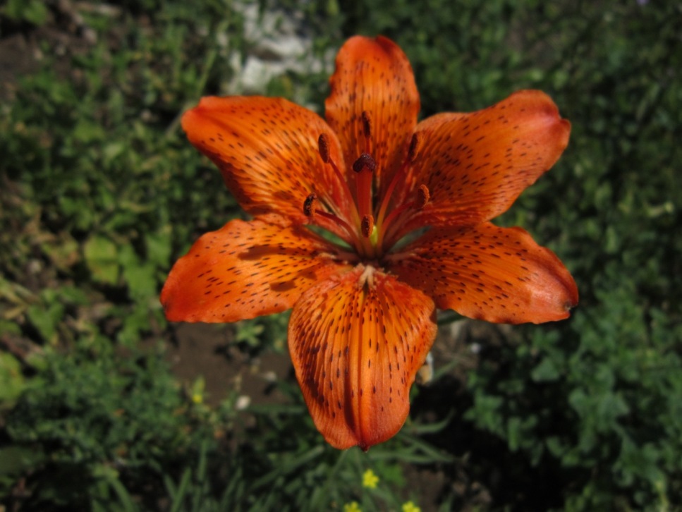 di nuovo sui gigli rossi....Lilium bulbiferum